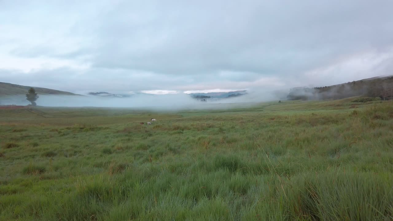 toma amplia de pastos nublados con caballos distantes pastando en el valle al amanecer