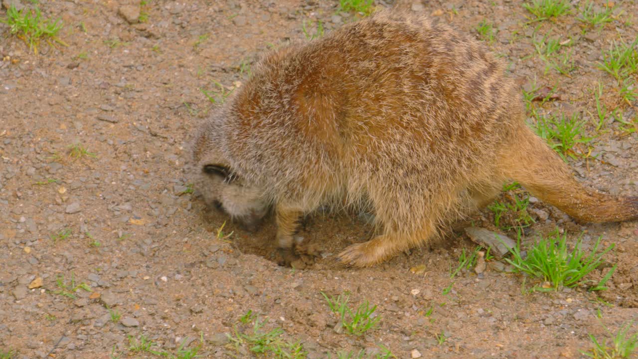 Meerkat Digging in the Ground