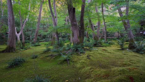 el templo budista gioju en japón tiene un diseño muy fascinante donde el cultivo de musgo predomina en combinación con diferentes árboles que armonizan el todo