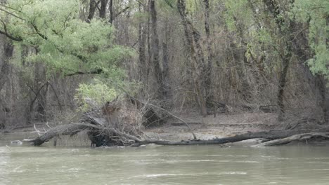 reserva natural delta del río danubio