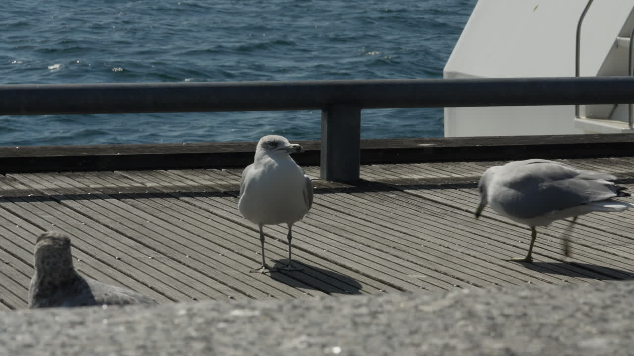 위협적인 메일이 토론토에 다가와 노래하고 있습니다.