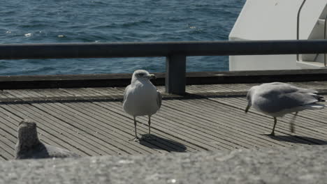 menacing seagull approaches and sings in toronto