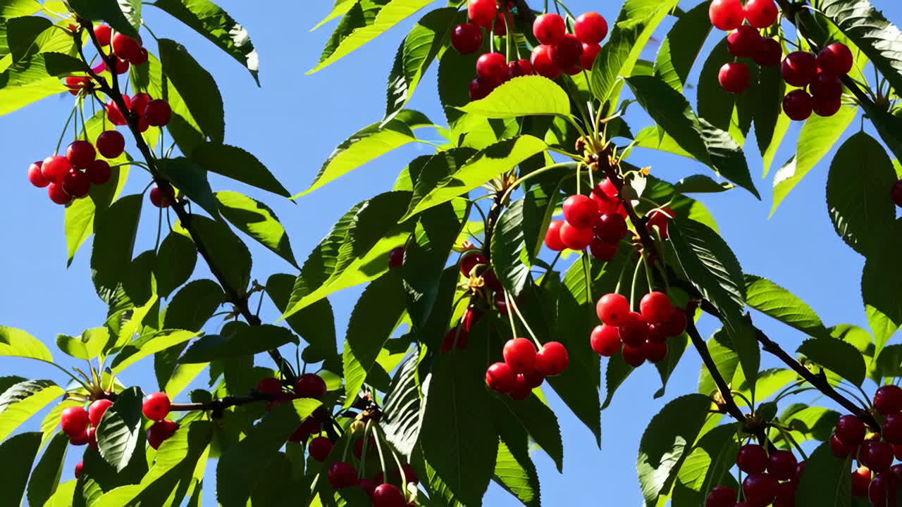 Buah Ceri di Pohon dengan Latar Langit Biru