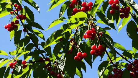 cherries on a tree against a blue sky