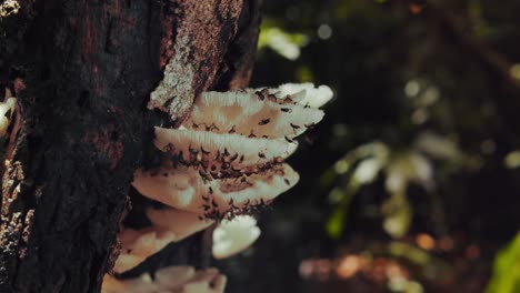 Macro-Panning-shot-of-fungus-eating-flies-on-white-tree-fungus-in-Amazon-rainforest,-Peru