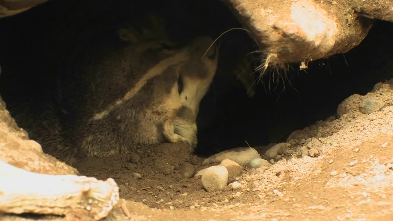 오소리는 낮에는 굴에서 쉬고 있다