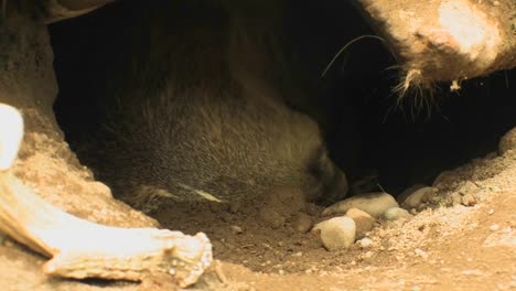 Tagsüber-Ruht-Ein-Dachs-In-Seinem-Bau