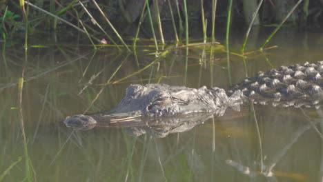 alligator in everglades swamp slough marsh wetland habitat