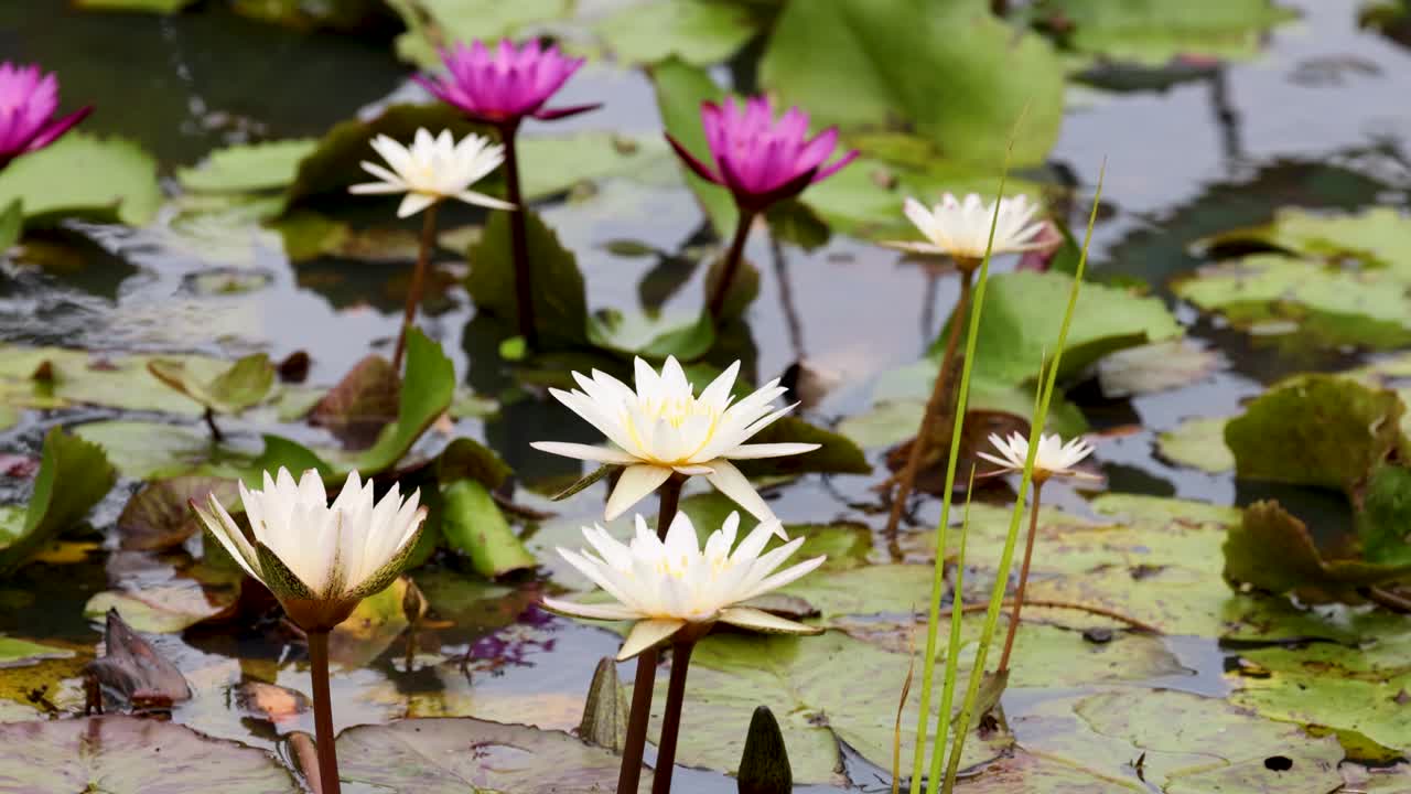 vibrantes flores de loto florecen en un estanque tranquilo, rodeado de exuberantes hojas verdes bajo la luz natural del día