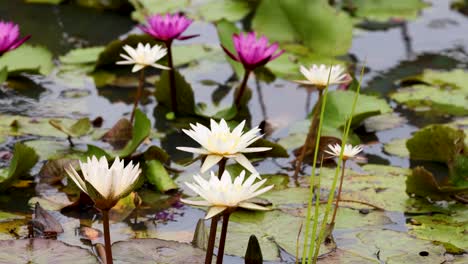 vibrantes flores de loto florecen en un estanque tranquilo, rodeado de exuberantes hojas verdes bajo la luz natural del día