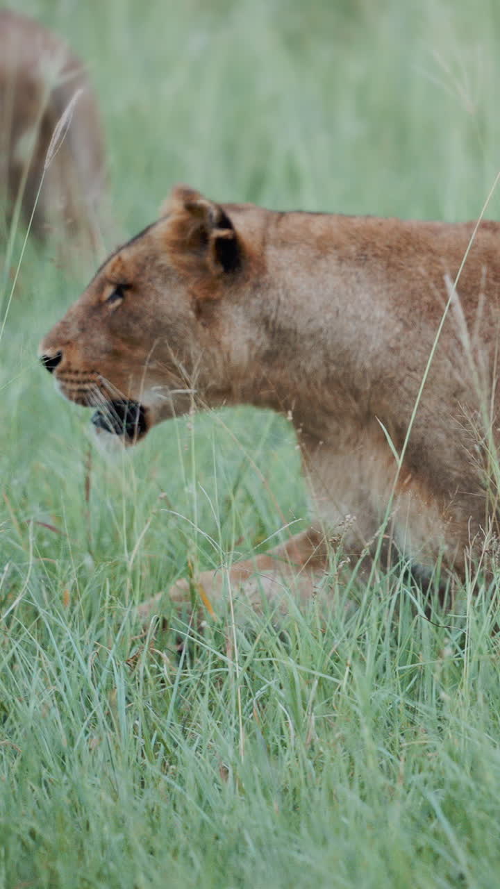 leeuwin in de savanne.