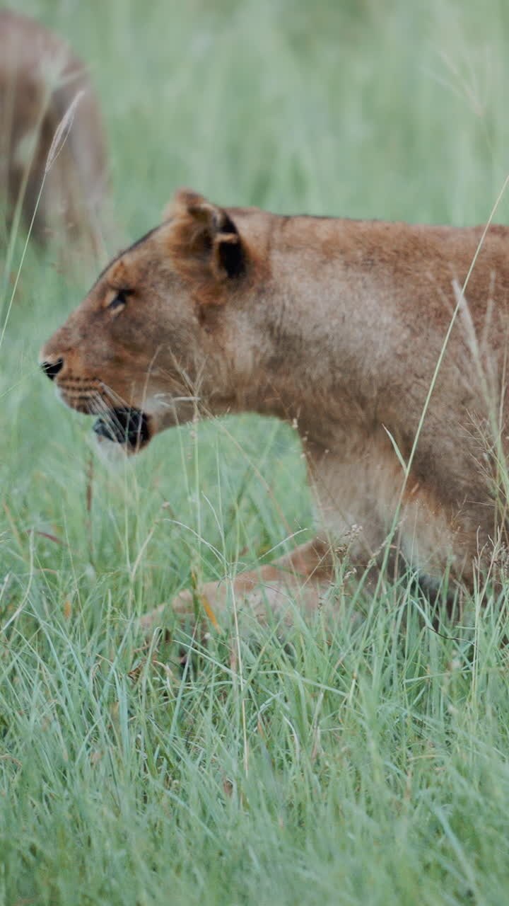 Lioness in the Savanna