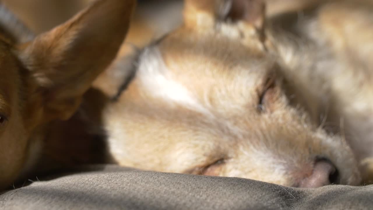 빛 아래 잠자는 개