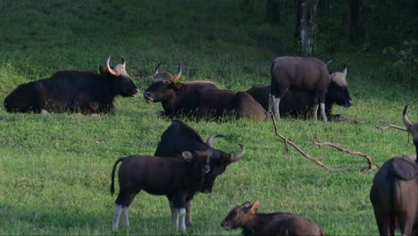 mother licks the calf in a loving way, gaur bos gaurus, thailand