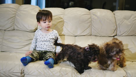 a two-year-old kid sits on the couch, next to him are two small puppies