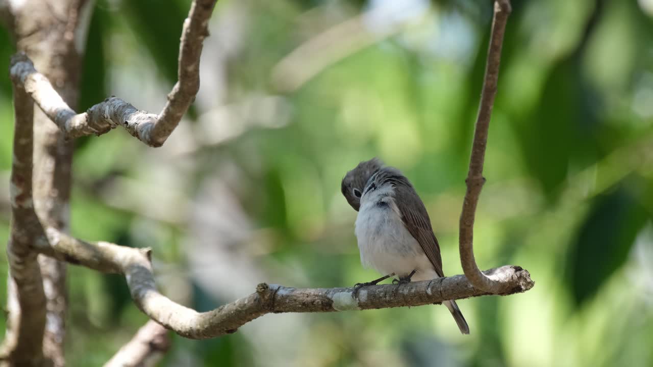 un pequeño cazaflies de garganta roja está ocupado limpiando meticulosamente sus plumas