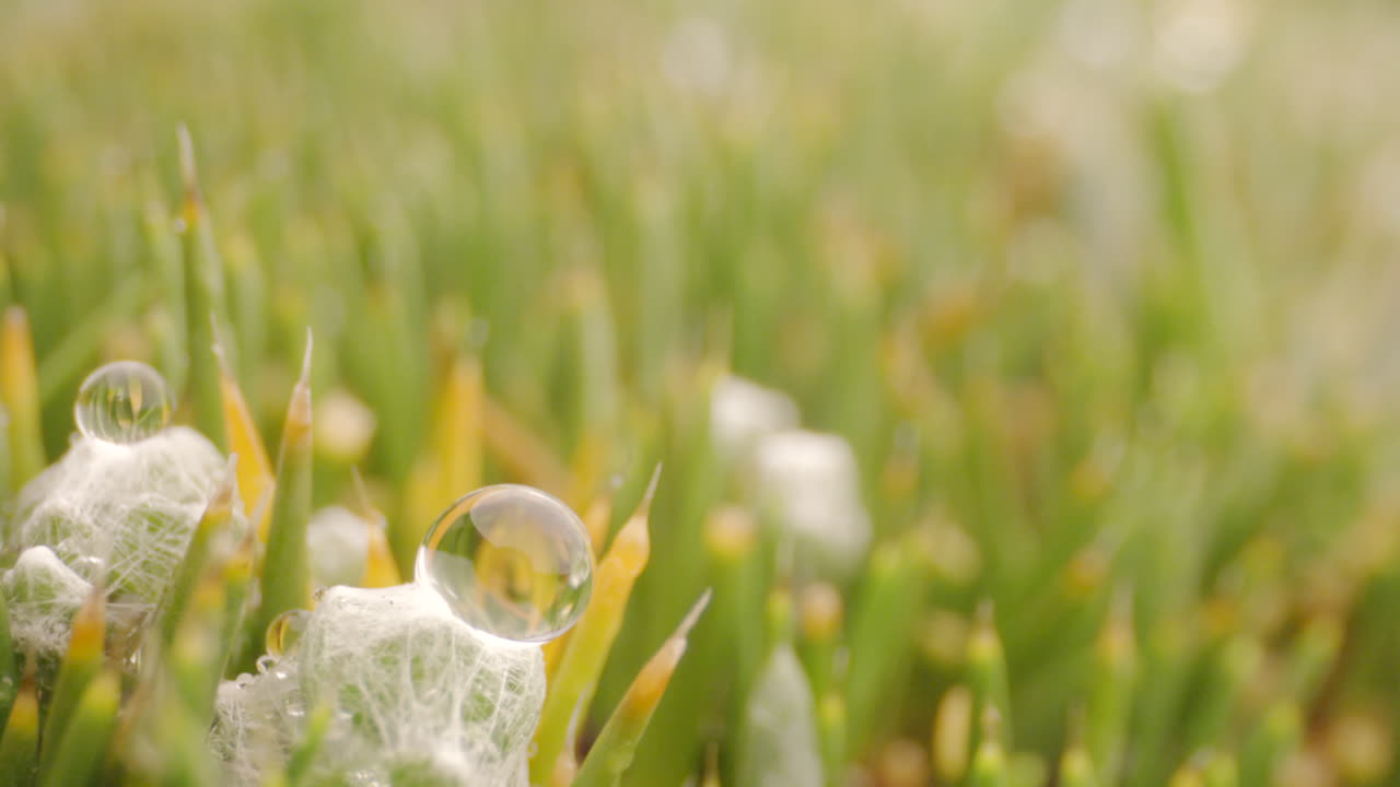 forest and vegetation, water drop macro