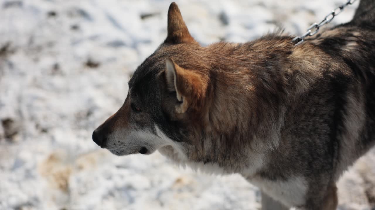 Close-up of a wolf or large dog on a leash in the snow