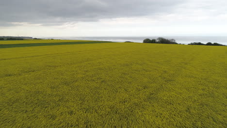 Beautiful-aerial-drone-view-of-plantation-crops-overlooking-the-isolated-Omaha-Beach-near-Colleville-sur-Mer,-Normandy,-France