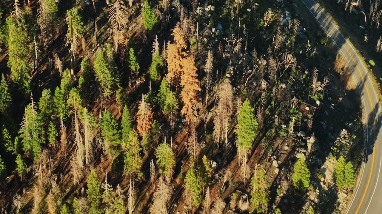 Vista aerea di una strada tortuosa che attraversa un territorio boschivo negli USA
