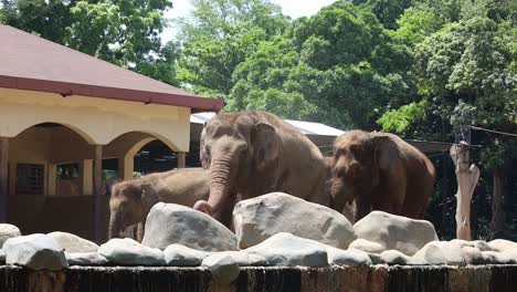elefantes en el zoológico