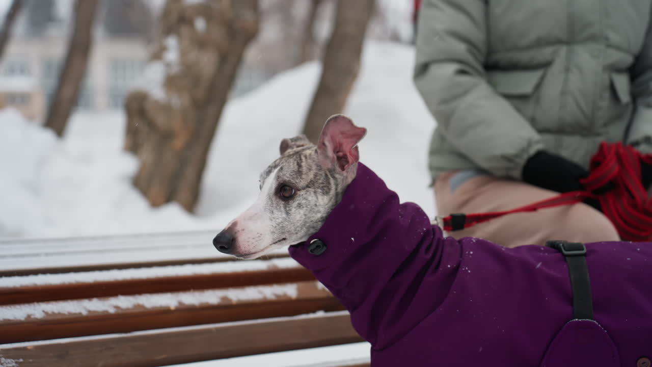 Whippet wearing purple winter coat sits beside owner on snow-covered bench in park during cold day, alert eyes and upright ears capturing attention, with soft snowfall and blurred background details
