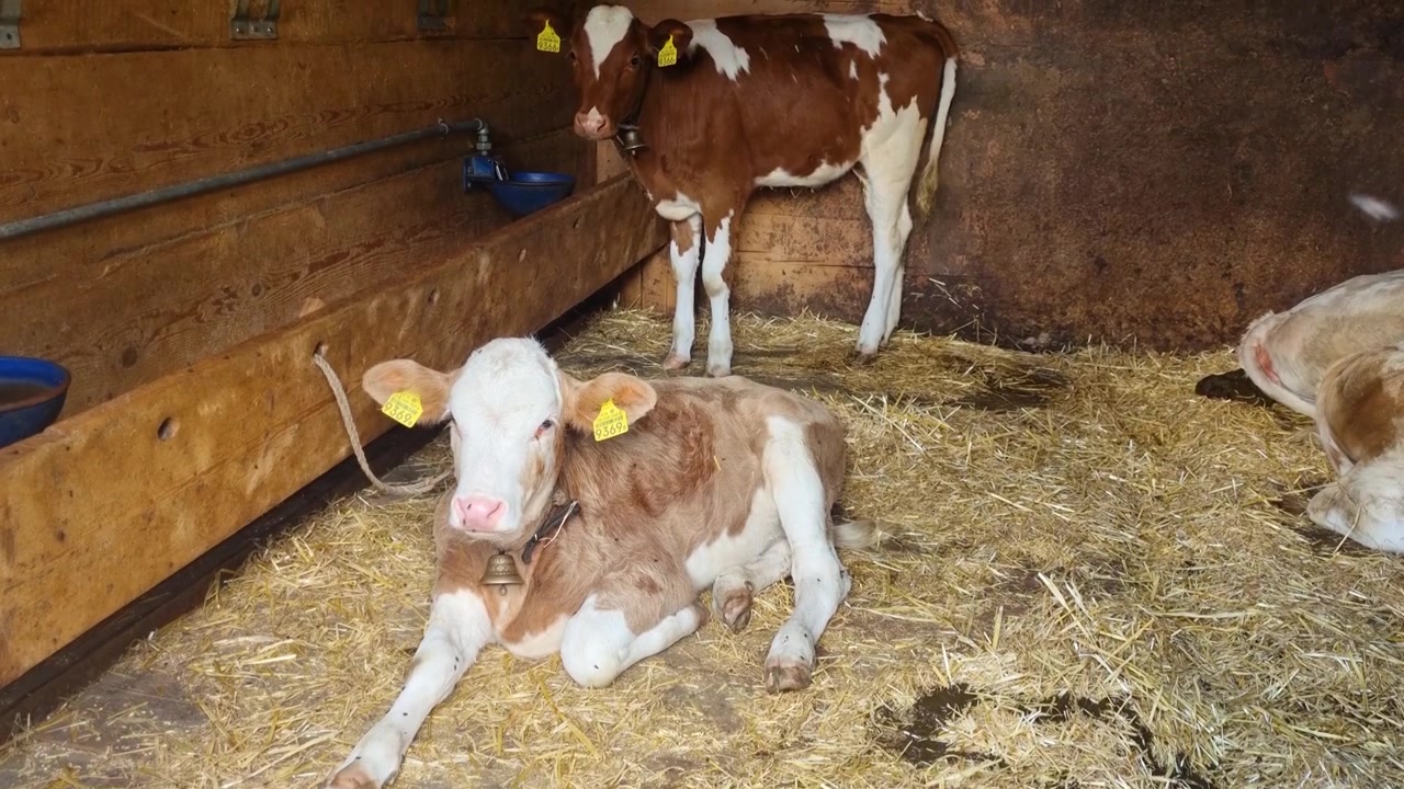 Adorabili vitelli Simmental riposano su paglia fresca all'interno di una tradizionale stalla alpina a Lenk, Svizzera, catturando il fascino del giovane bestiame, dell'allevamento di montagna pacifico e dell'autentica vita rurale svizzera.