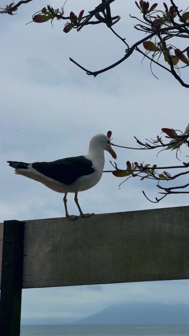 Gaviotas volando a lo largo de la costa de Buzios, Brasil