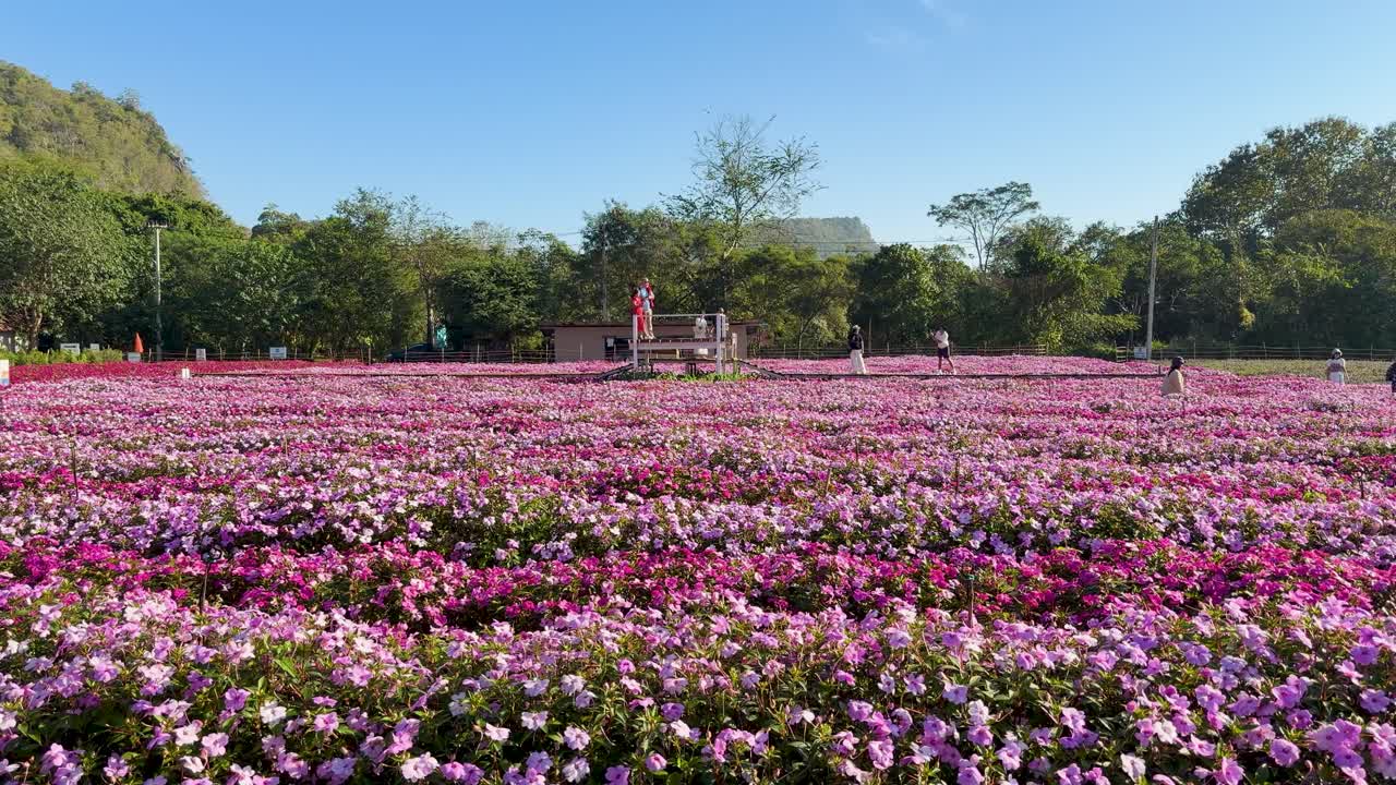 Una panorámica horizontal capta un extenso campo de flores rosas floreciendo bajo la brillante luz del sol
