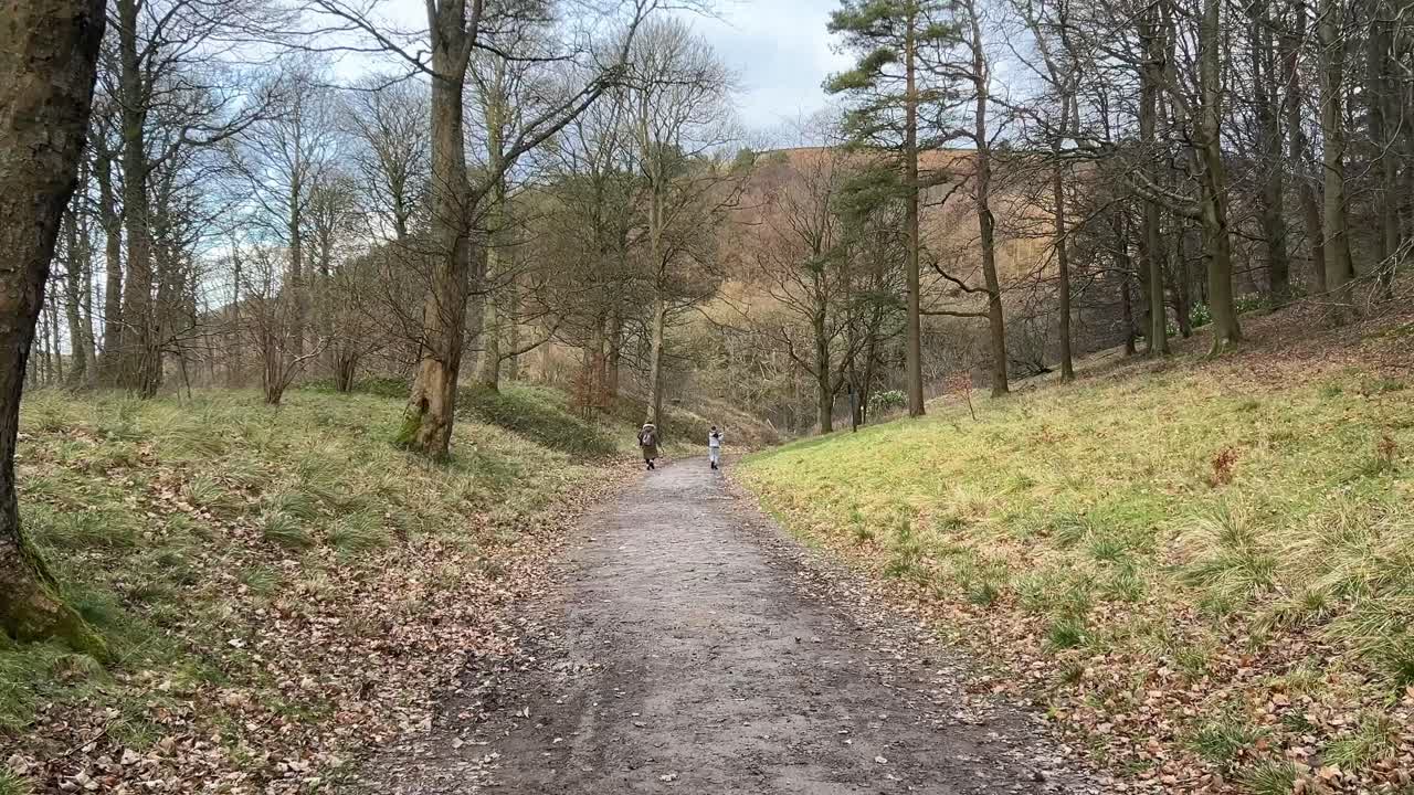 sendero forestal de campo con hojas caídas