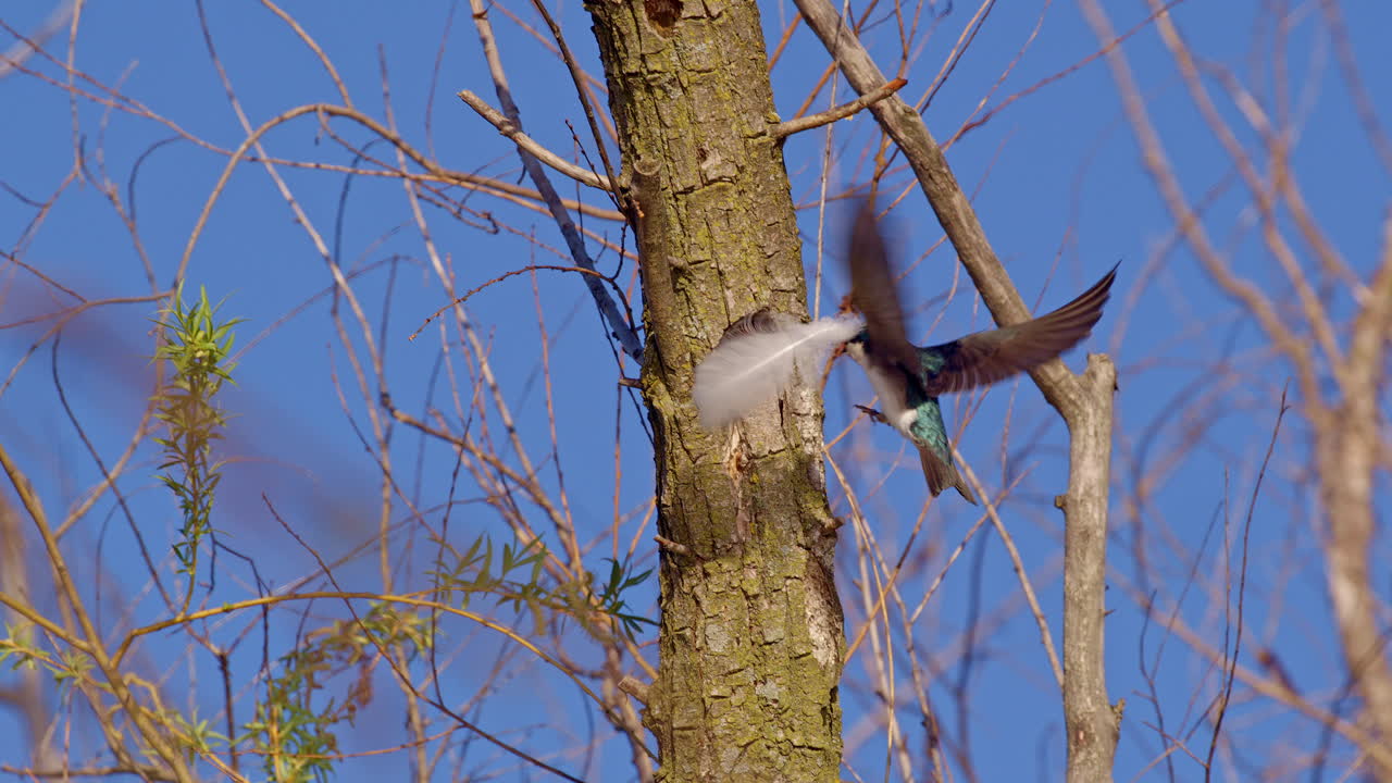 Amazing slow motion footage of purple martin flying into frame holding a swan feather for nest