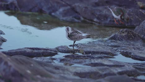 Close-up-of-sandpiper-searching-for-food