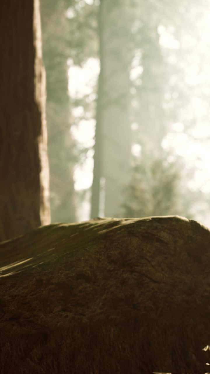 바위와 함께 안개 숲