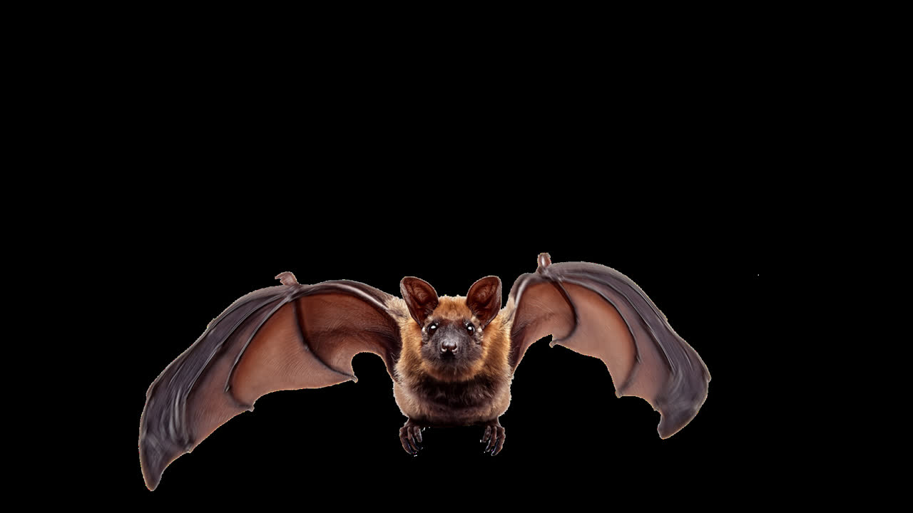 Bat with outstretched wings