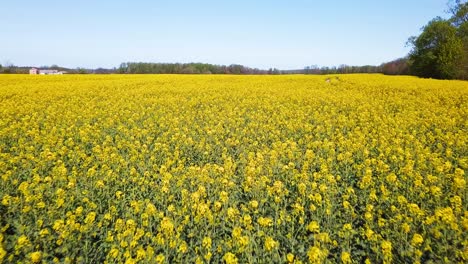 Toma-Aérea-De-Campos-De-Canola-Amarilla