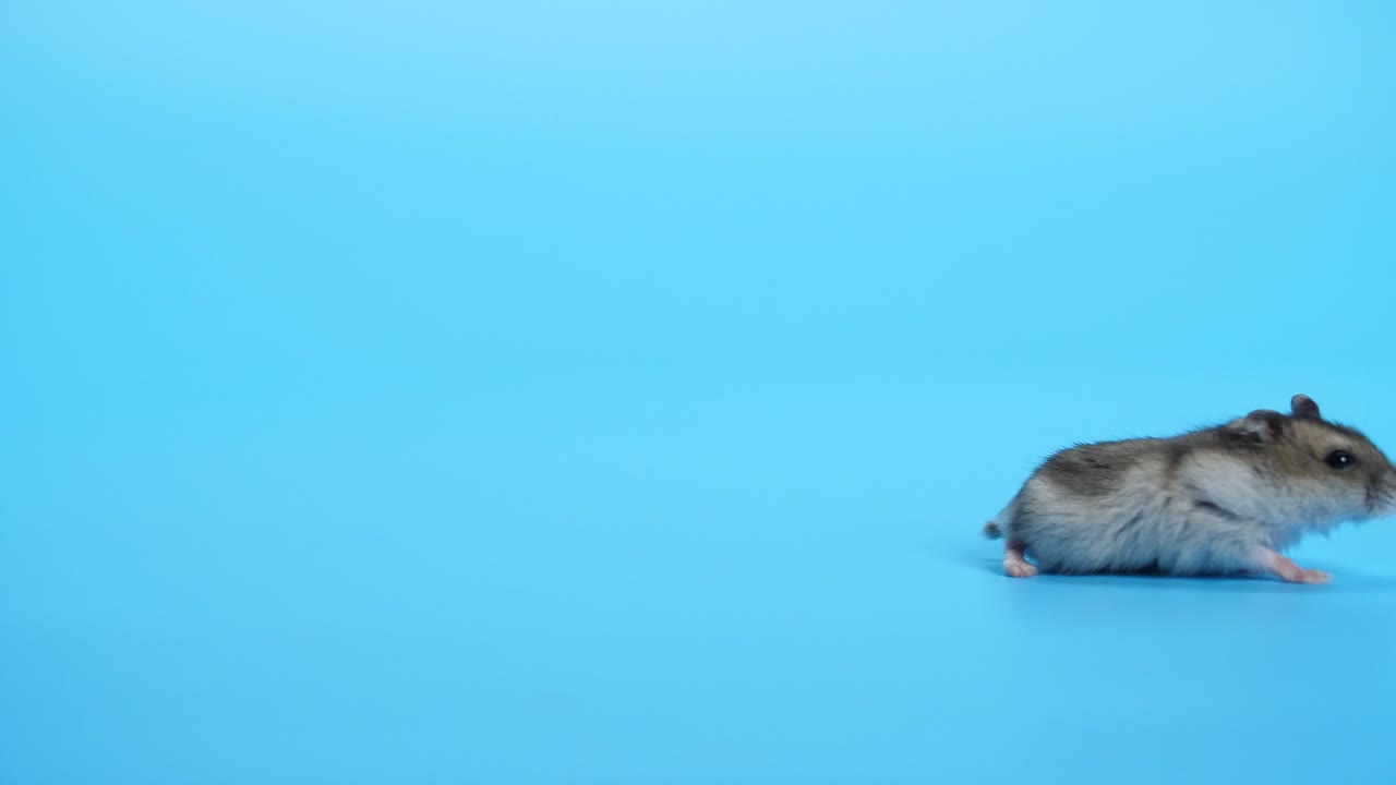 ratón, ratones en fondo azul