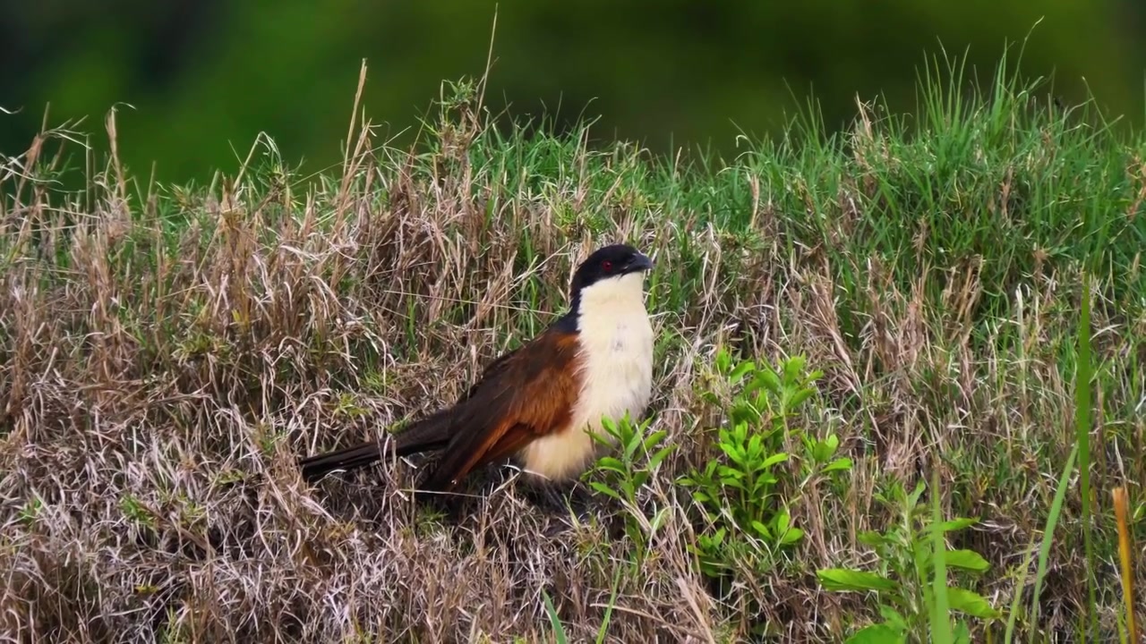 A sharp, detailed shot of a Coucal bird blending into its natural environment of dense, sun-bleached tall grass.