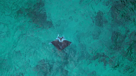 Manta-Raya-Con-Cuerpo-Negro-Y-Puntas-De-Alas-Blancas-Nada-En-Agua-Del-Océano-Caribeño-De-Arrecife-De-Coral-De-Arena-Verde,-Antena