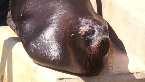 Sea-Lion-01-2