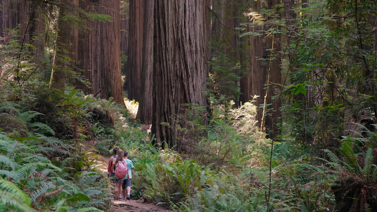 Camminando insieme tra alberi imponenti, una giornata in famiglia tra le sequoie.