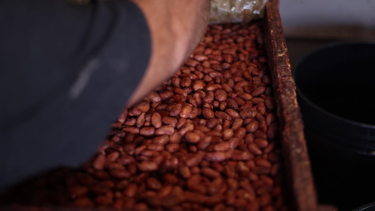 proceso de fermentación de los granos de cacao