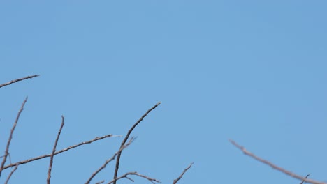 Blue-tailed-Bee-eater-Merops-philippinus-seen-on-top-of-one-of-the-twigs-looking-around-for-a-prey-and-then-flies-away,-Thailand