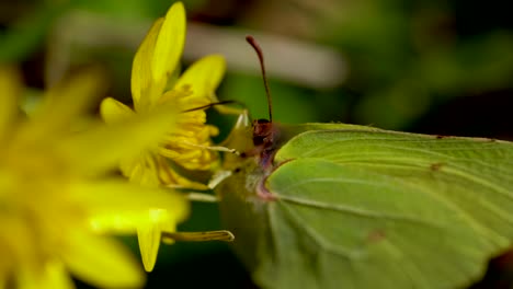 macro shot of green butterfly collecting nectar from yellow flower in wilderness during sunlight