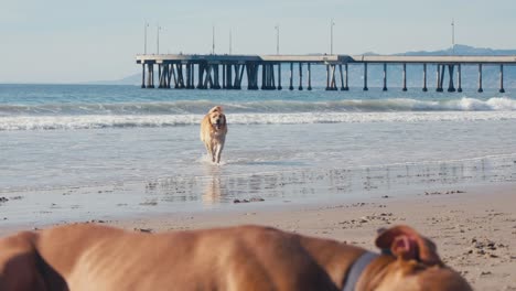 Perros-En-La-Playa-De-Arena,-Golden-Retriever-Corriendo-Sobre-Arena-Con-Pelota-De-Juguete-En-La-Boca,-Cámara-Lenta