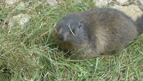 cute bay grounhog comiendo hierba verde en el desierto durante un día soleado, primer plano