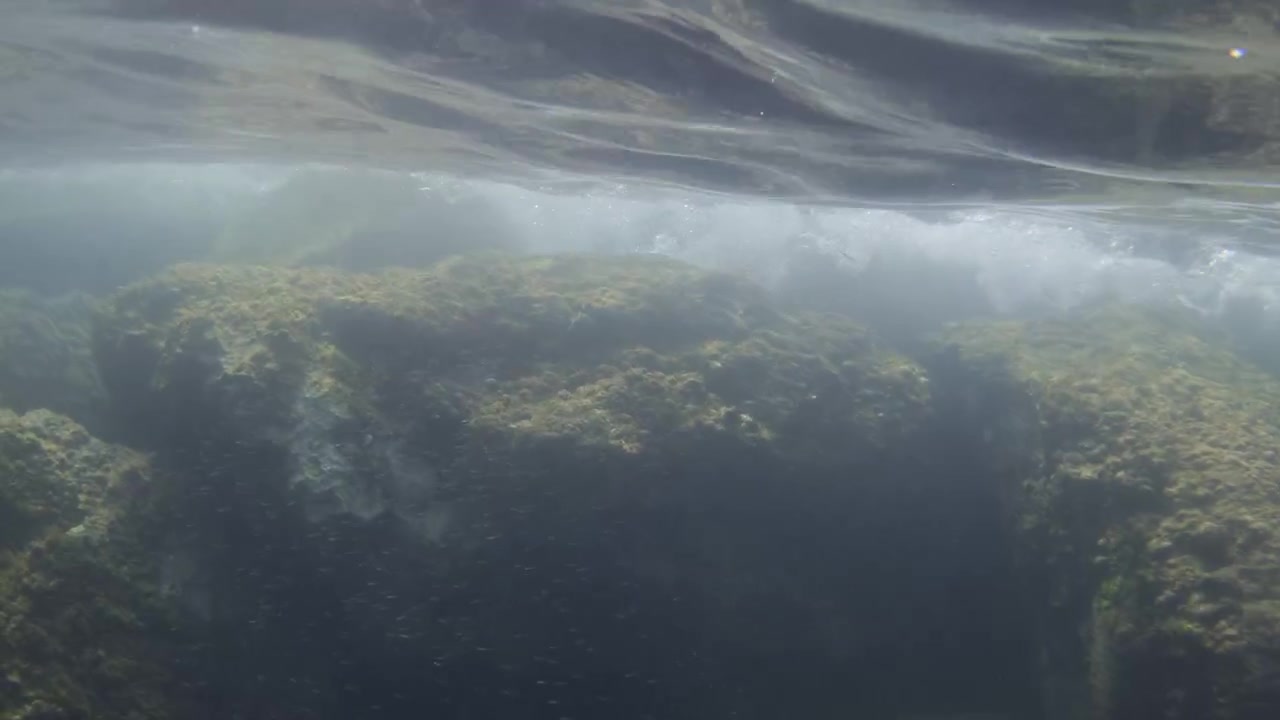 Large school of small fish swimming over moss-covered rocks in the clear blue sea, with sunlight reflecting on the water surface