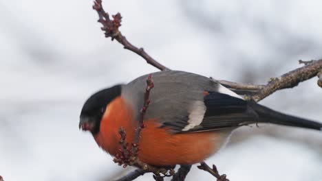 slow-motion macro shot of a eurasian bullfinch eating berries from a small tree