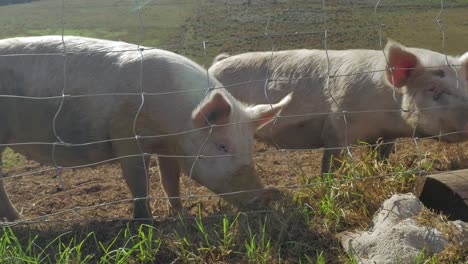 two free-range pigs eating grass next to wired fence