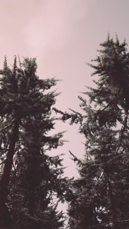 tall pine trees in a forest