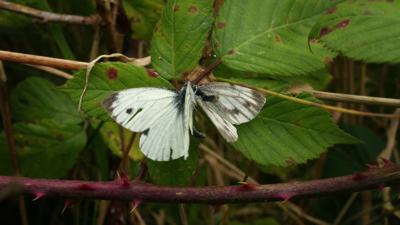 Two butterflies attempting to mate, outside in nature. Green-veined White,
Pieris napi.